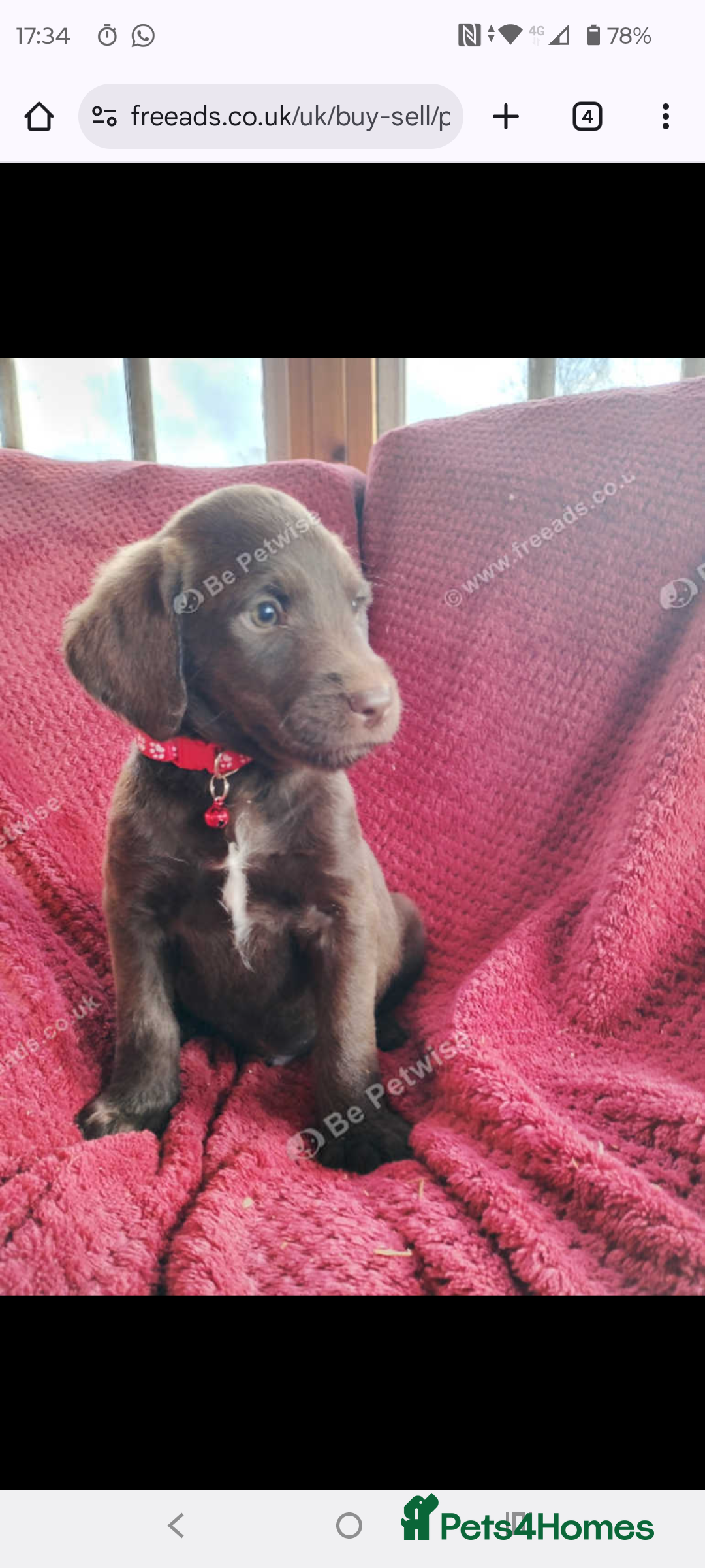 Labradoodle dogs for sale: Labradoodle puppies - Advert 4