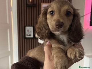 Miniature Dachshund dogs Ready now long haired mini daxie girl - Advert 1