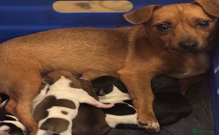 Jack Russell dogs - Advert 2