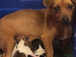 Jack Russell dogs Jack Russell puppies - Advert 10