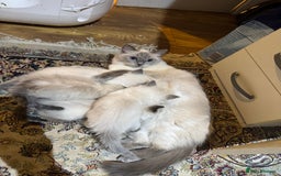Ragdoll cats for sale: Pure Ragdoll Kittens – 8 Weeks Old–Ready in 2 Days - Advert 2