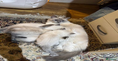 Ragdoll cats Pure Ragdoll Kittens – 8 Weeks Old–Ready in 2 Days - Advert 4