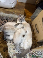 Ragdoll cats Pure Ragdoll Kittens – 8 Weeks Old–Ready in 2 Days - Advert 2