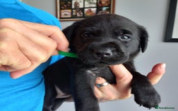 Labrador Retriever dogs for sale: Excellent KC Registered working Black Lab pups  - Image 4