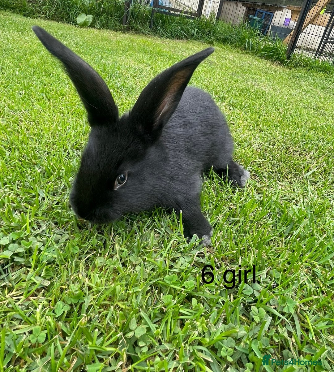 Continental Giant rabbits for sale: 6 continental giant left - Image 4