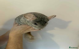 Chinchilla rodents for sale: Bonded mother and daughter chinchillas  - Image 5