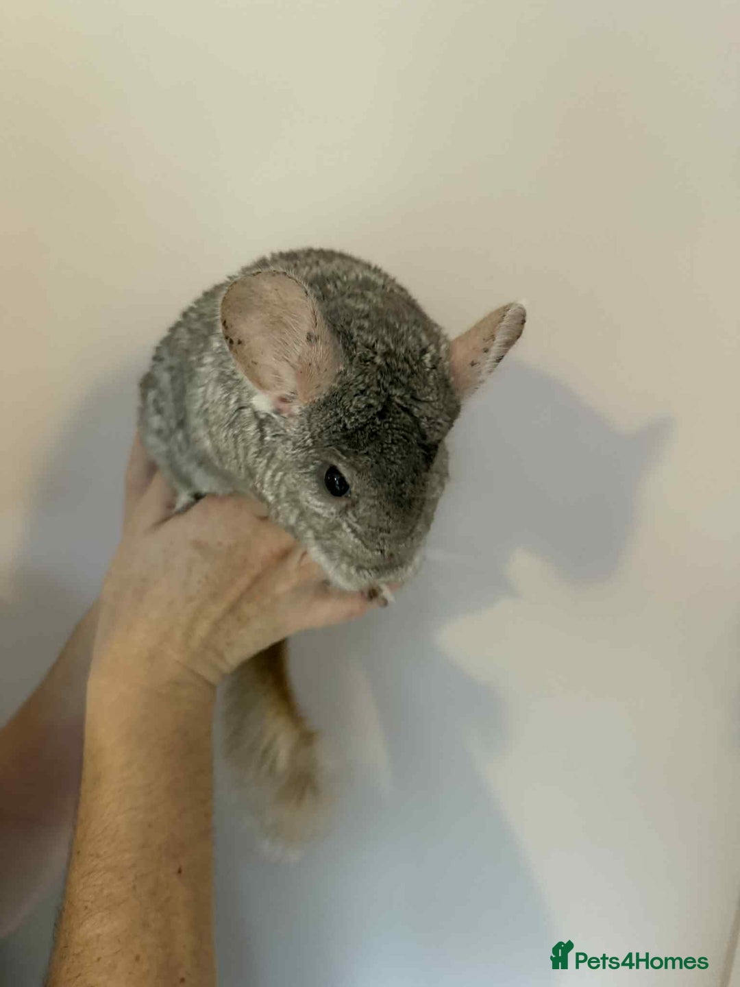Chinchilla rodents for sale: Bonded mother and daughter chinchillas  - Image 5