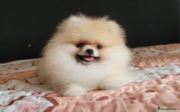Pomeranian dogs for sale: XXS🐶KC REG🐾Pomeranian Puppies for sale🐶 in Brentwood - Image 8