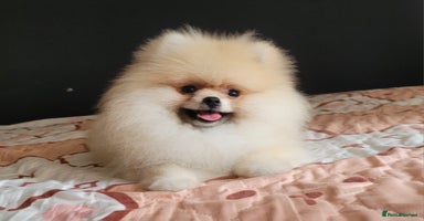 Pomeranian dogs in Brentwood - Advert 14