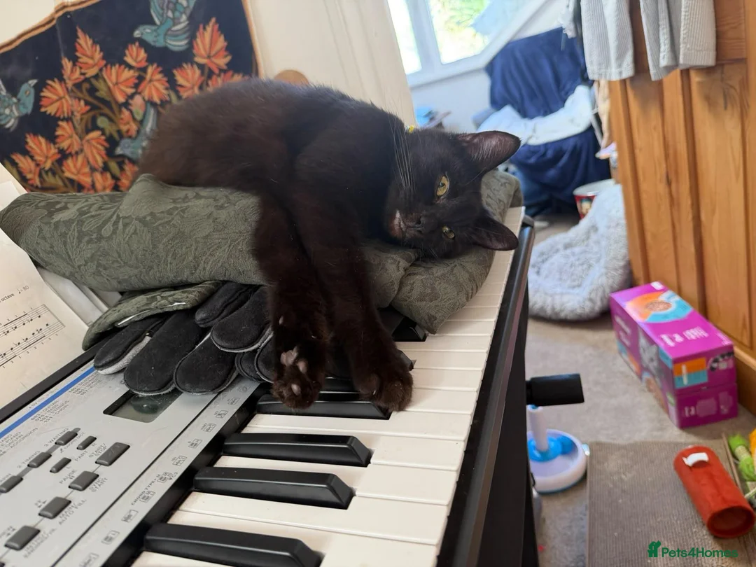 Domestic Shorthair cats for adoption: Luna is looking for perfect forever home  - Advert 2