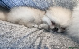 Pomeranian dogs for sale: Bridgerton KC Teddy Bear Faced Pomeranians - Image 12