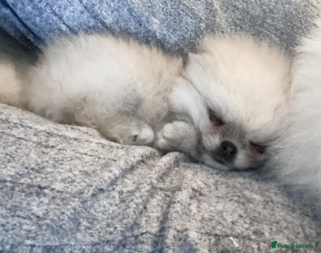 Pomeranian dogs for sale: Bridgerton KC Teddy Bear Faced Pomeranians - Image 12
