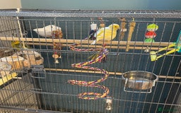Canaries birds for sale: Male & female canaries  - Image 4