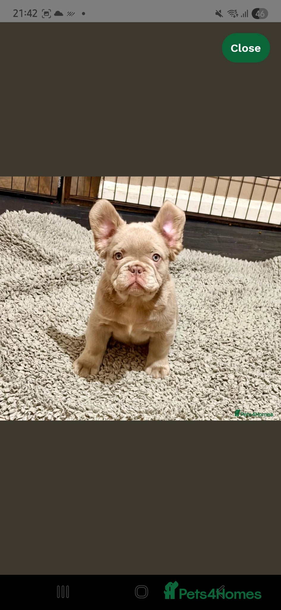 French Bulldog dogs Visual Fluffy New Shade Isabella ✨️BAILEY✨️ - Advert 14