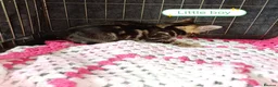 Bengal cats for sale: Bengal Cross kittens  - Advert 13