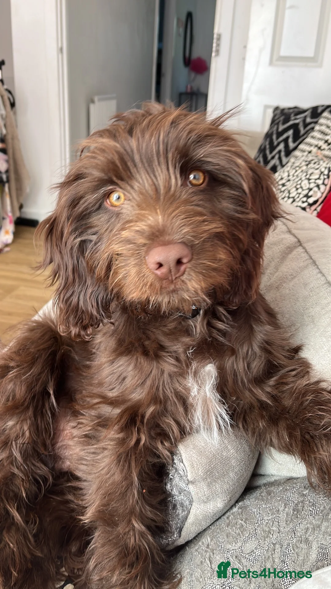 Sproodle dogs for sale: Looking for Rudis forever home  - Advert 1