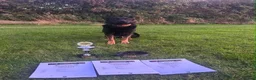 Shepsky dogs for sale: Rani  - Advert 2
