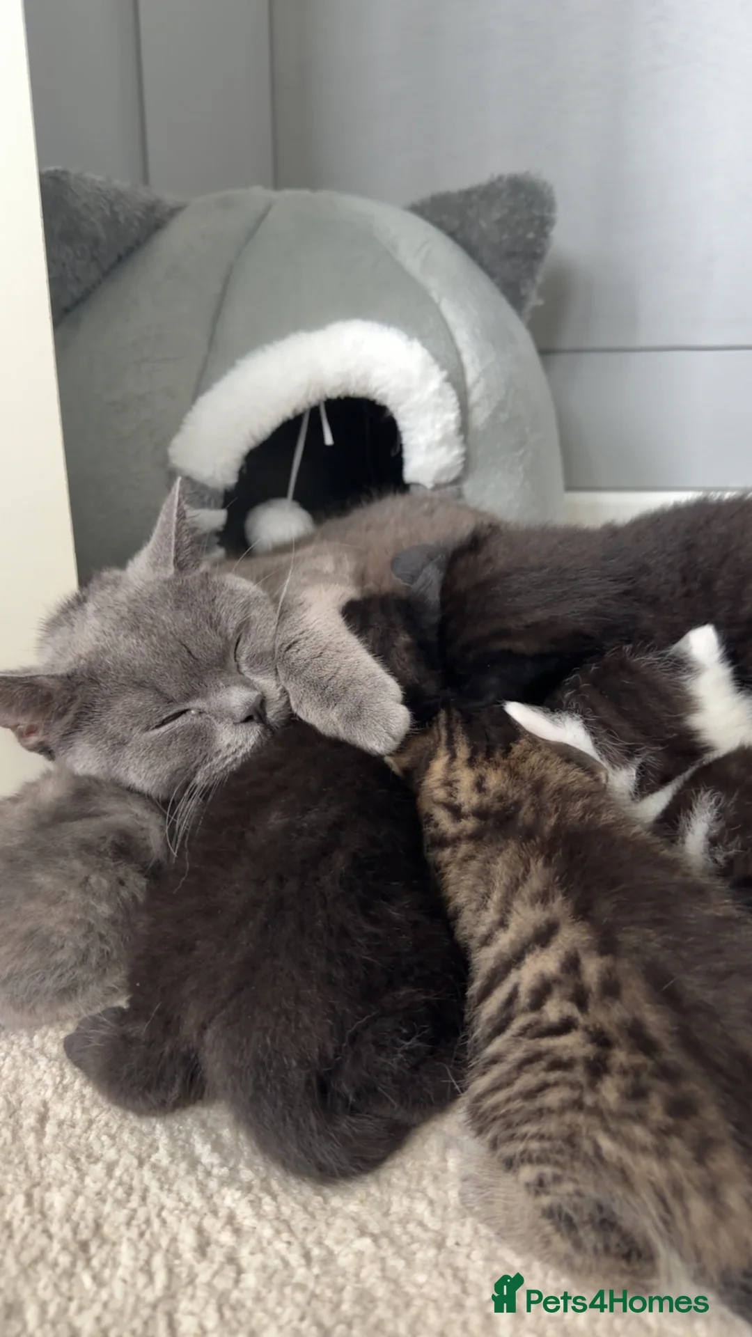 British Shorthair cats for sale: Blue British short haired cross tabby’s  in Willenhall - Advert 1