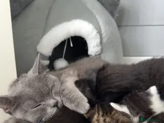 British Shorthair cats Blue British short haired cross tabby’s - Advert 2