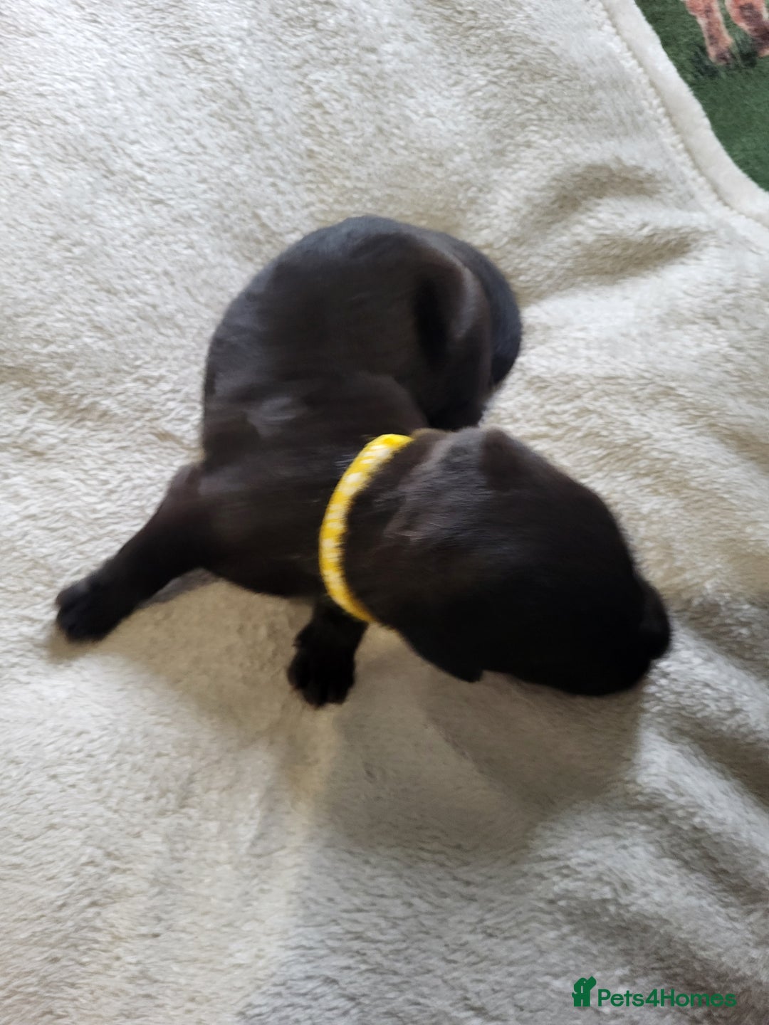 Labrador Retriever dogs for sale: 9 Gorgeous Labrador Puppies  - Image 10