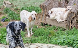 English Setter dogs for adoption: Dharma - Image 3