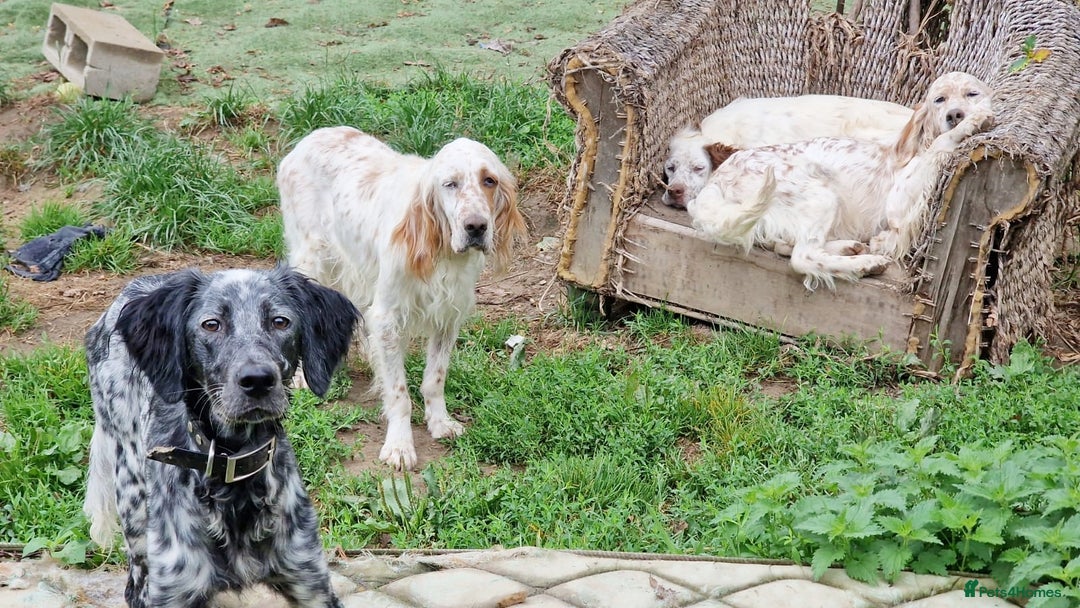 English Setter dogs for adoption: Dharma - Image 3