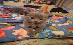 Mixed Breed cats for sale: British short hair cross kittens - Image 14