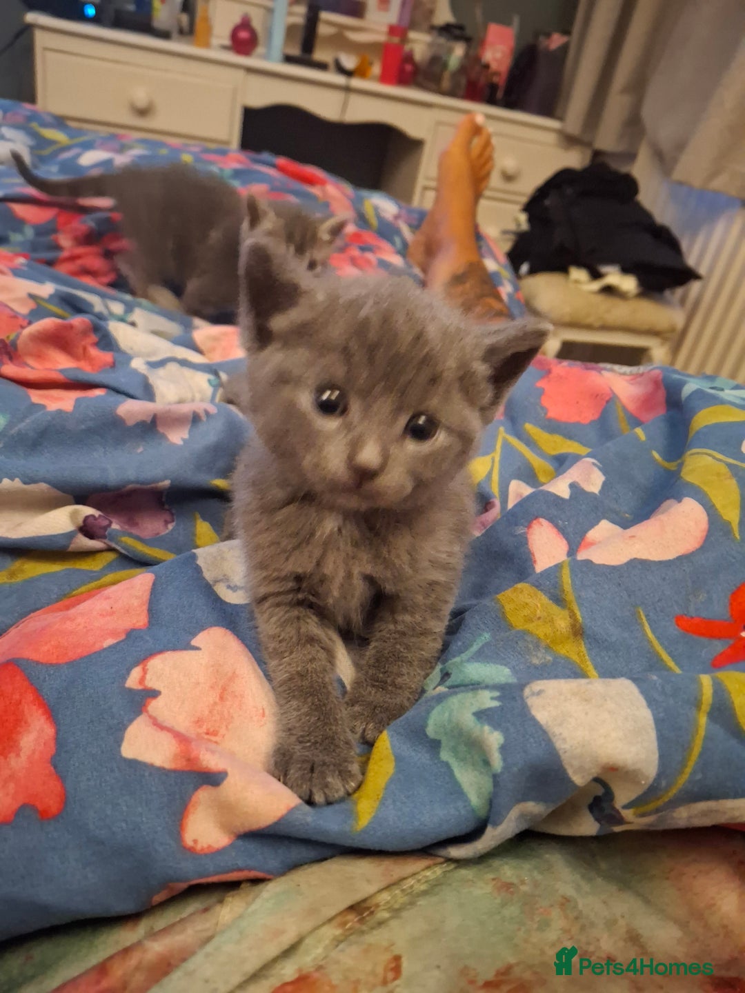 Mixed Breed cats for sale: British short hair cross kittens - Image 14