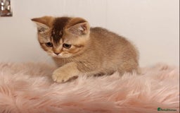 British Shorthair cats for sale: Gorgeous BSH Kittens  - Image 9