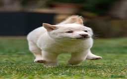 Japanese Shiba Inu dogs for sale: Beautiful Cream Shiba Inu boy for sale  - Image 21