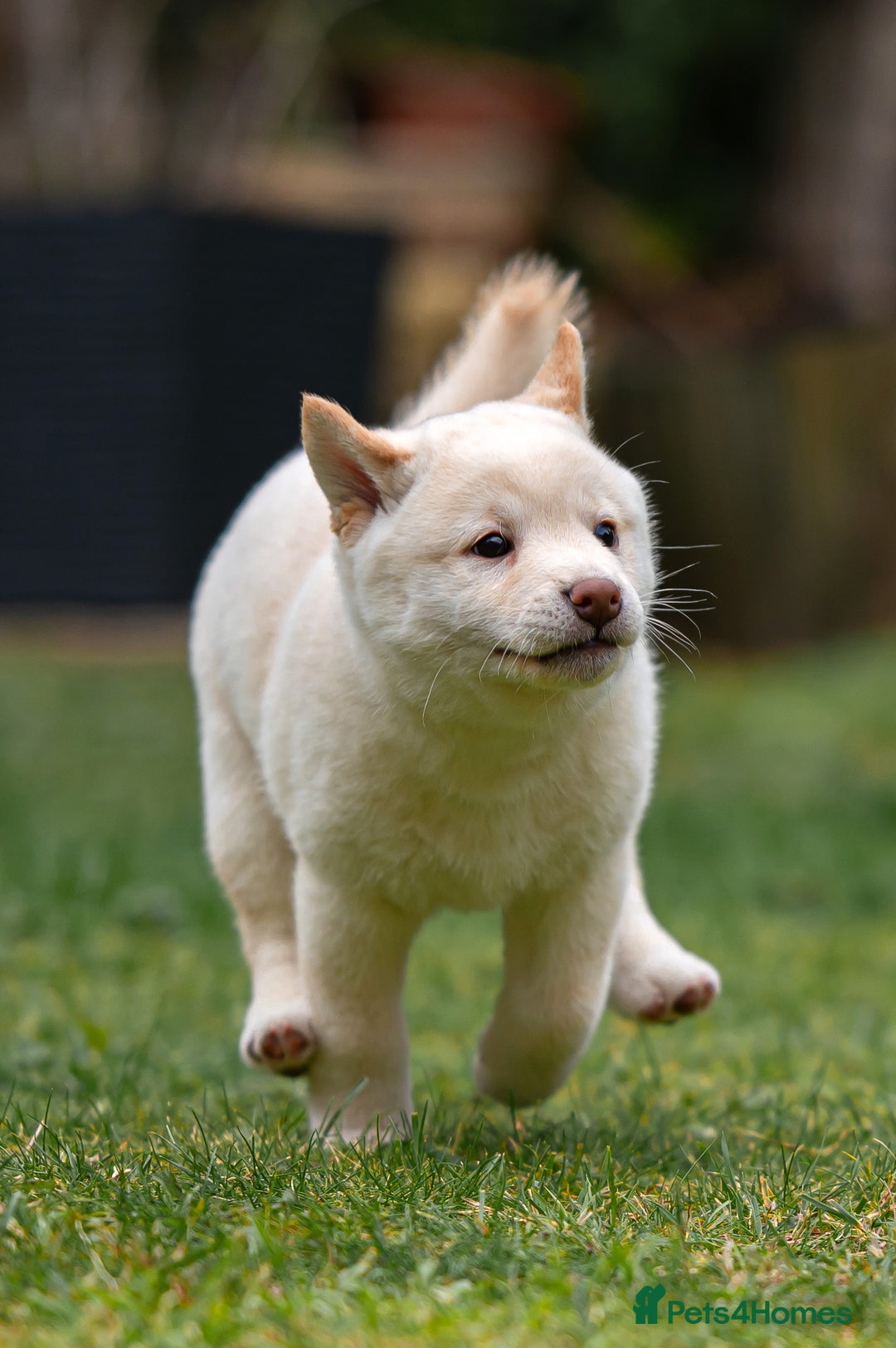 Japanese Shiba Inu dogs for sale: Beautiful Cream Shiba Inu boy for sale  - Image 21