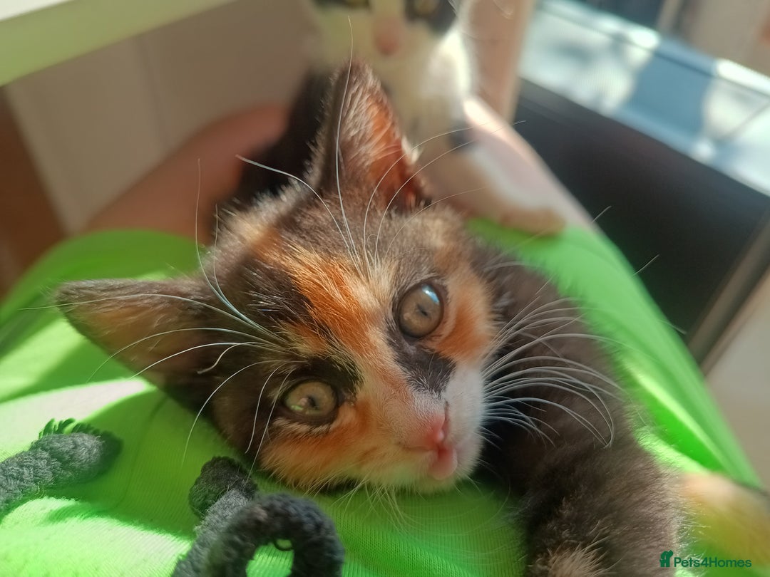 Mixed Breed cats for sale: Tortico female kitten for sale 3 months old - Image 4
