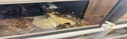 Bearded Dragon reptiles for sale: Baby dragons and other reptile for rehome  - Advert 19