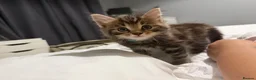 Mixed Breed cats for sale: BEAUTIFUL HOME REARED TABBY KITTENS ready 19/08/26 - Advert 14
