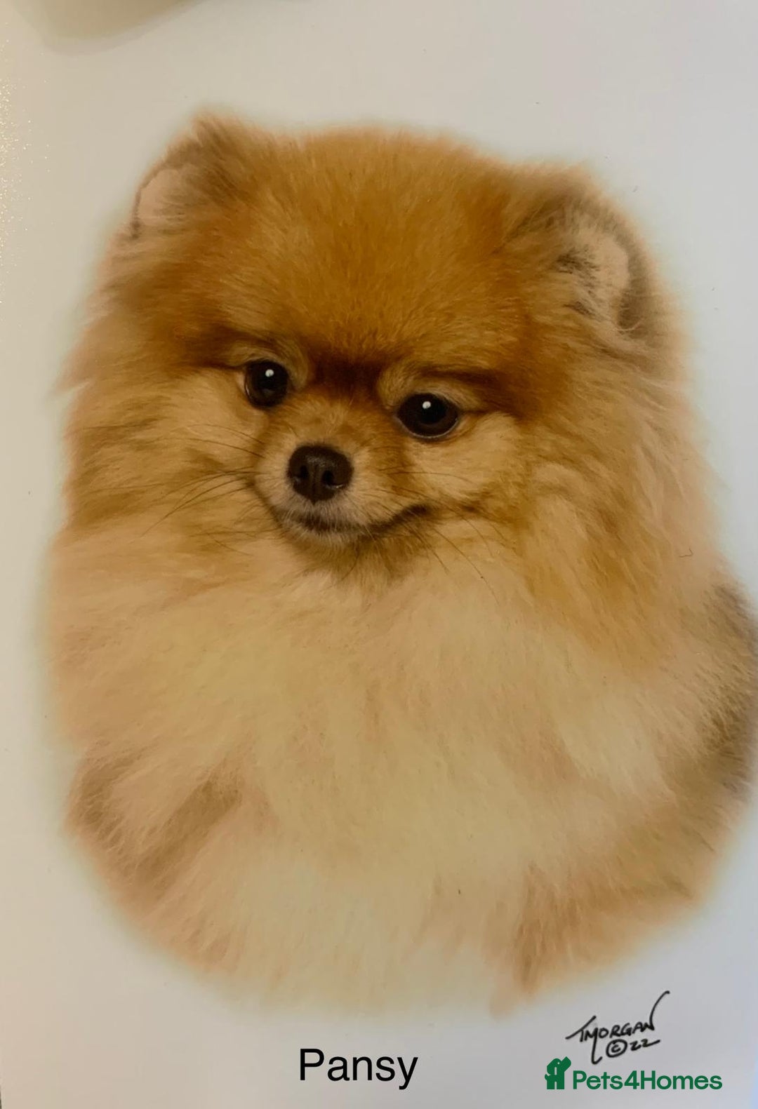 Pomeranian dogs for sale: Two 8 week old Pomeranian puppies  - Advert 13