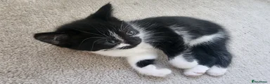 Mixed Breed Kitten 2