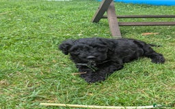 Portuguese Water Dog dogs for sale: Portuguese Water Dog puppies for sale in Oakham - Image 10