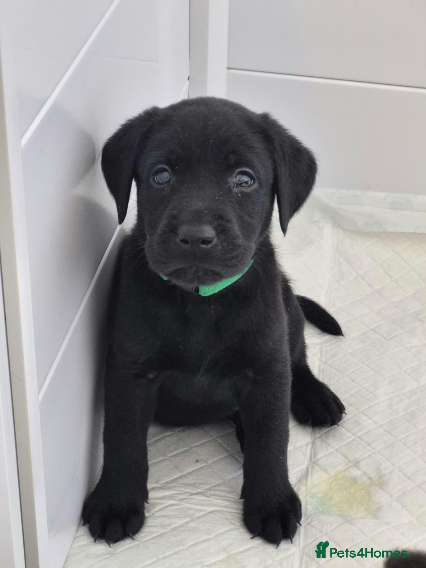 Labrador Retriever dogs for sale: Beautiful litter of black lab puppies - Advert 8