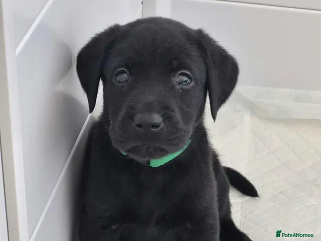 Labrador Retriever dogs for sale: Beautiful litter of black lab puppies - Advert 8