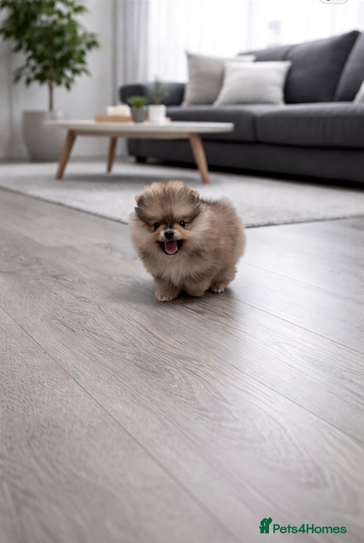 Pomeranian dogs Top Quality 🐻 Teddy Faced  - Advert 11