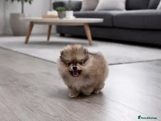 Pomeranian dogs Top Quality 🐻 Teddy Faced - Advert 11