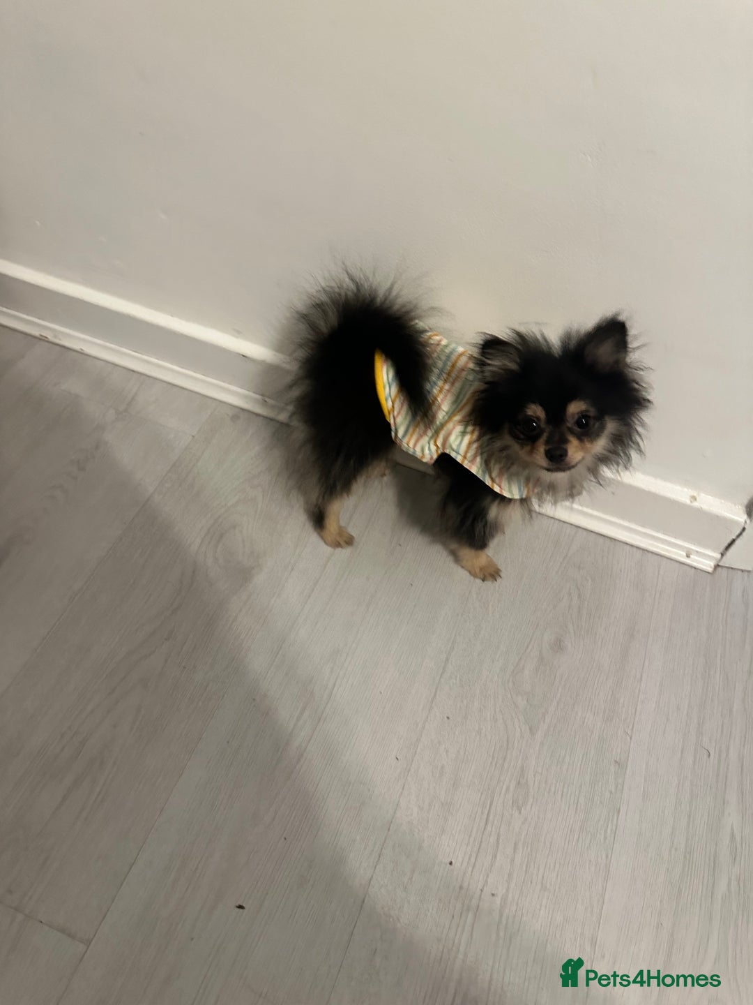 Pomeranian dogs for sale: 6 month old Pomeranian puppies - Advert 6