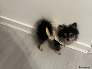 Pomeranian dogs Pomeranian puppies born on 29.6.25 - Advert 4