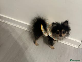 Pomeranian dogs Pomeranian puppies born on 29.6.25 - Advert 10