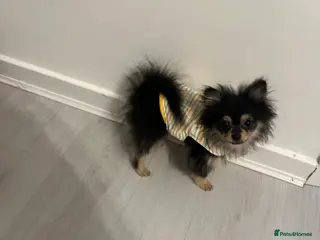 Pomeranian dogs Pomeranian puppies born on 29.6.25 - Advert 6