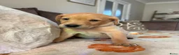 Labrador Retriever dogs for sale: Two amazing pups left from litter of 6 - Advert 24