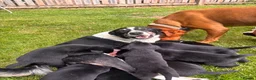 Borador dogs for sale: Collie x Labrador pups  in Llandrindod Wells - Advert 7