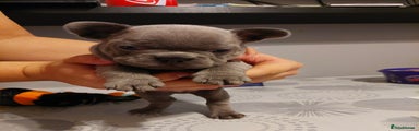French Bulldog Puppy 2