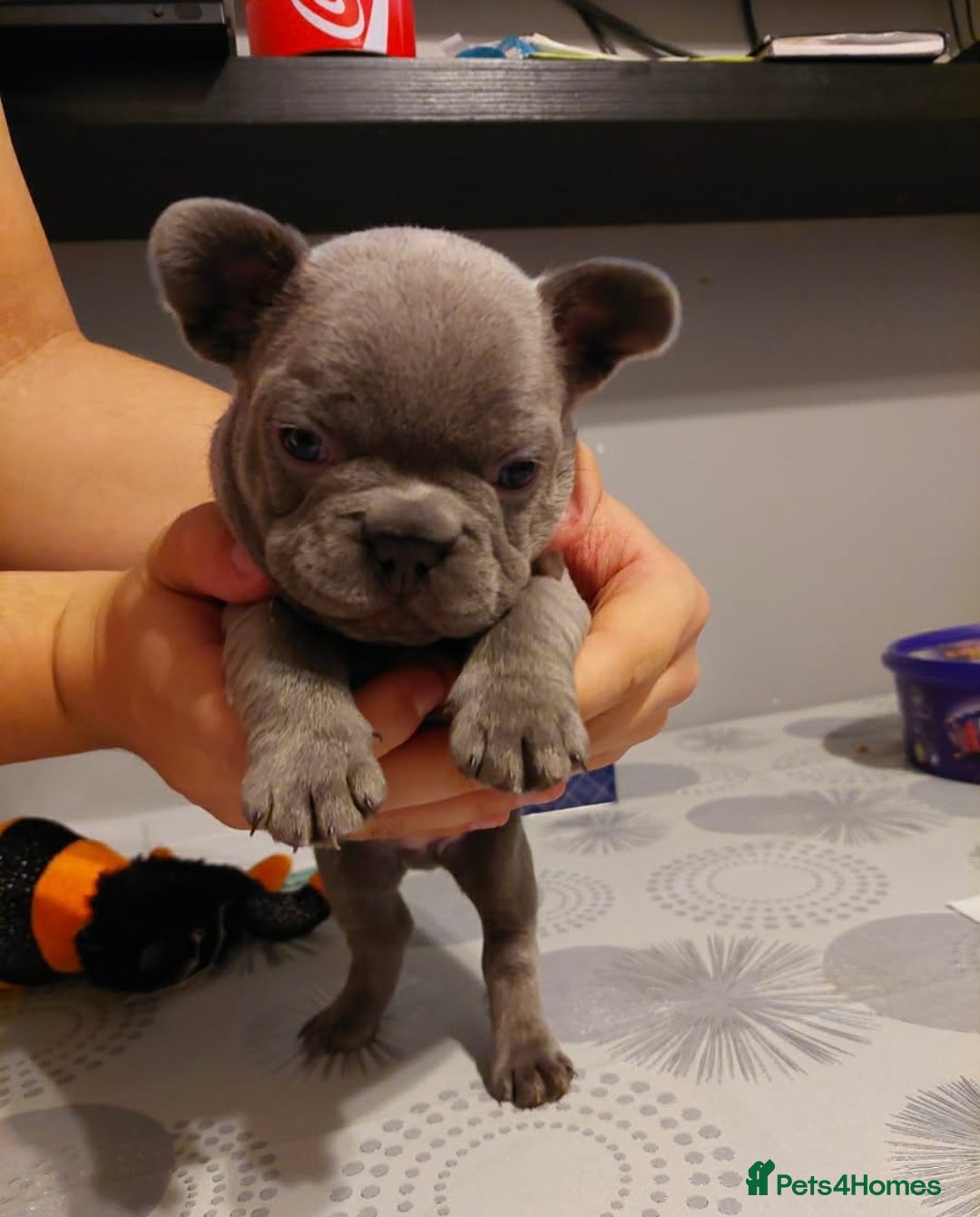 French Bulldog dogs for sale: Beautiful KC registered French Bulldog Puppies - Advert 6