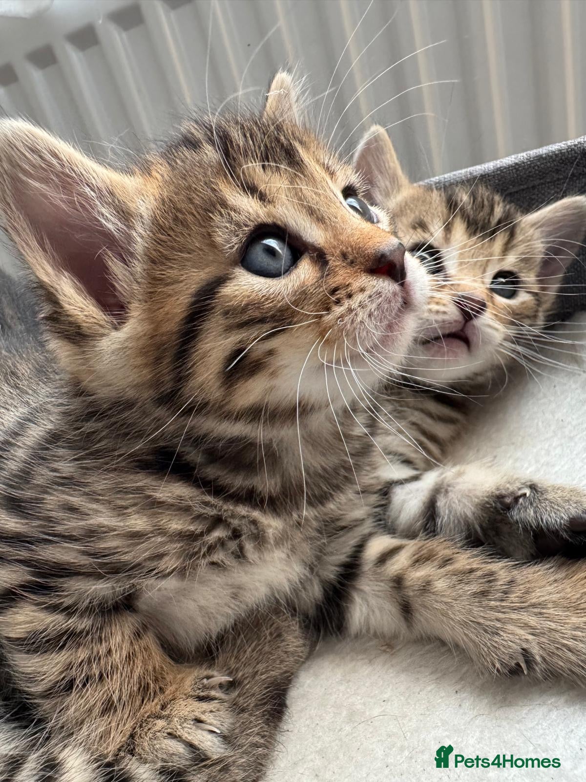 Bengal cats for sale: Adorable little creatures, bengals - Advert 1